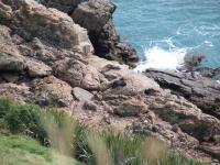 Albums/20060200-New Zealand 2006/20060313-Catlins/69